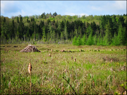 Adirondack Wetlands:  Active Beaver Lodge on Heron Marsh at the Paul Smiths VIC